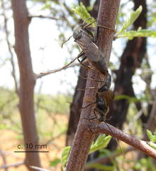 Paltothyreus tarsatus