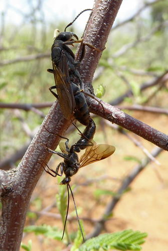 African stink ant