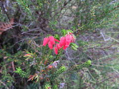 Erica oatesii oatesii