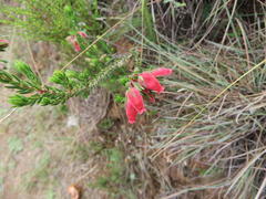 Erica oatesii oatesii