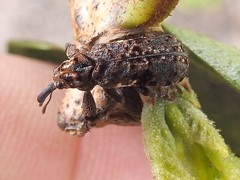 Isacantha dermestiventris