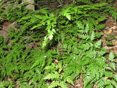 Pteris macilenta