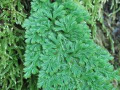 Selaginella involvens