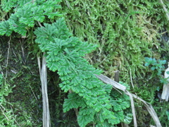 Selaginella involvens