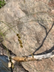 Carex occidentalis