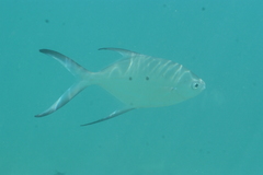 Trachinotus baillonii