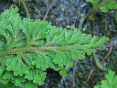 Selaginella involvens
