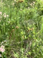 Carex occidentalis
