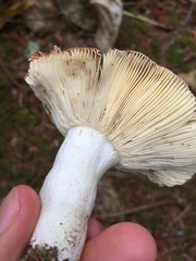 Russula versicolor