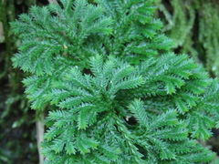 Selaginella involvens