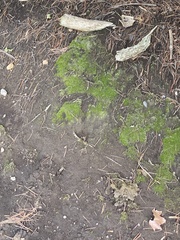 Bryophyta