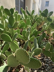 Opuntia dulcis