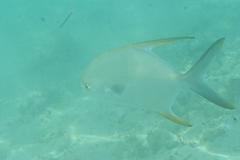 Trachinotus blochii