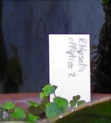 Rhipsalis elliptica