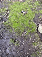 Bryophyta