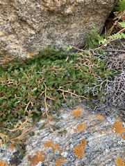 Selaginella underwoodii