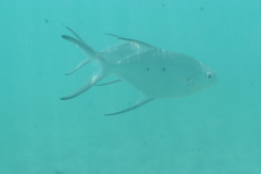 Trachinotus baillonii