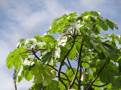 Cecropia membranacea