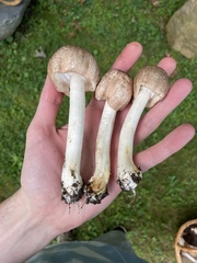 Agaricus subrufescens