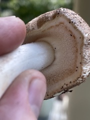 Agaricus subrufescens