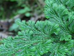 Selaginella involvens