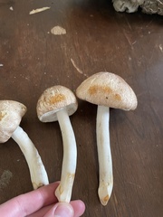 Agaricus subrufescens