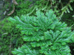 Selaginella involvens