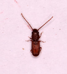 Laemophloeidae