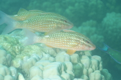 Parupeneus ciliatus