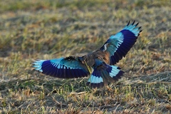 Coracias benghalensis
