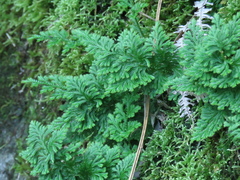 Selaginella involvens