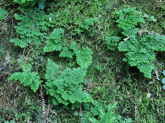 Selaginella involvens