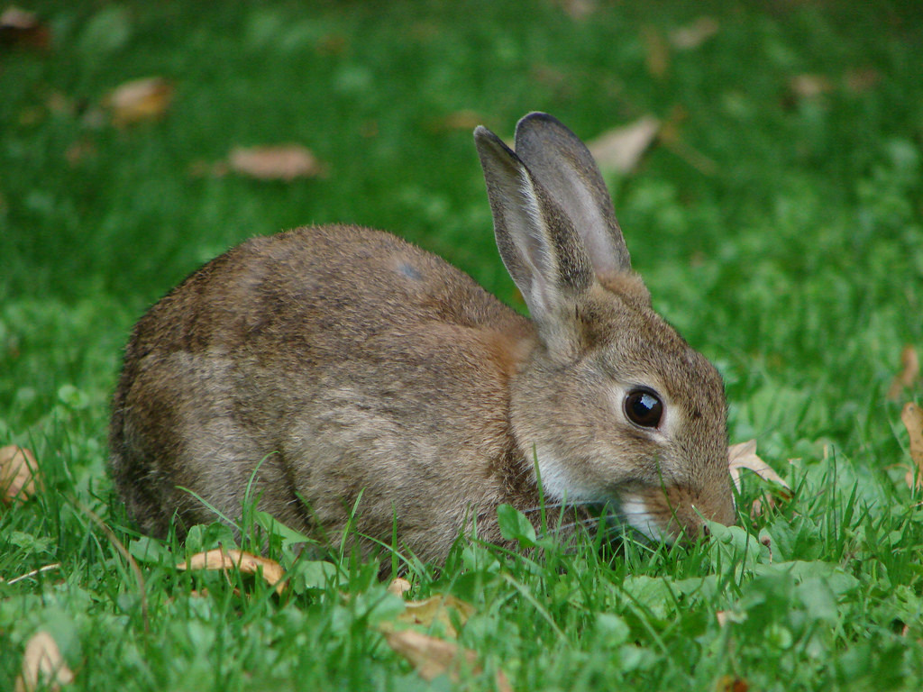 European Rabbit (Oryctolagus cuniculus) · iNaturalist