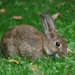 Oryctolagus - Photo (c) Alex J., some rights reserved (CC BY)