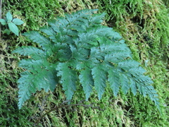 Davallia trichomanoides