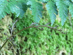 Davallia trichomanoides