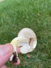 Agaricus subrufescens