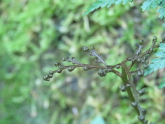 Davallia trichomanoides