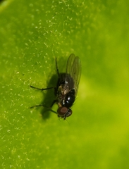 Coenosia atra