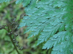 Davallia trichomanoides
