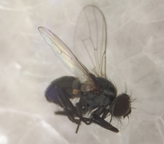 Coenosia atra