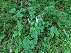 Selaginella involvens
