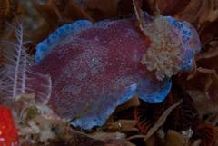 Dendrodoris caesia