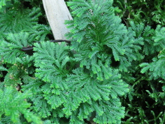 Selaginella involvens
