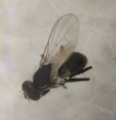 Coenosia atra