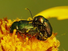 Cryptocephalus aureolus