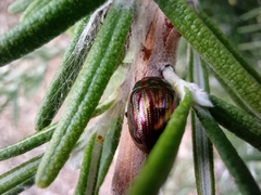 Chrysolina americana