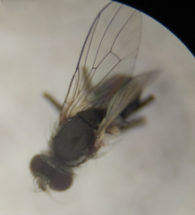 Coenosia atra