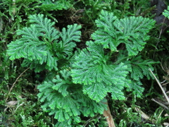 Selaginella involvens