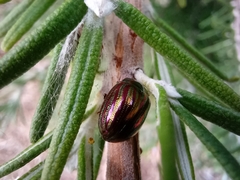 Chrysolina americana